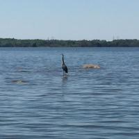 This Crane is fishing for Bass