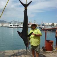 Cabo 2014 Striped Marlin
