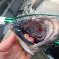 fish swallowed the hook