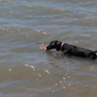 Water retrieve