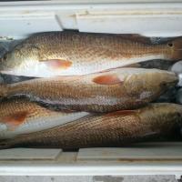 Redfish limit in Texas