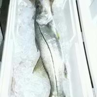 Snook of Chassahowitzka