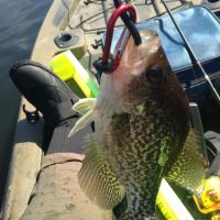 Crappie photo 11