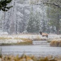 elk crossing WY