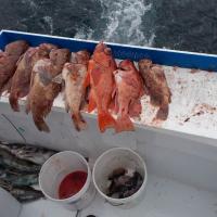 Brown and Vermillion Rockfish