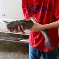 6.8 lb Catfish
