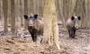 News & Tips: Beginner to Intermediate Level Hog Hunting...
