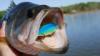 Profile picture for user Crankbait